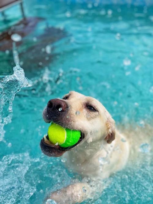 多大的狗狗可以游泳?有经验的进来。