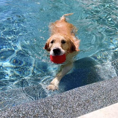 泰迪多大能游泳