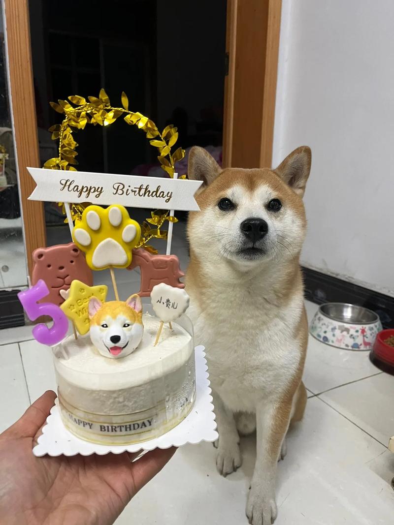大家是怎么给狗子过生日的?