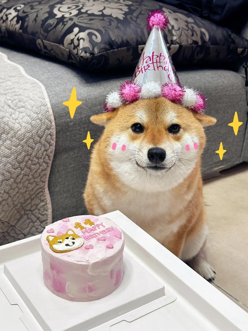 如何给狗狗过生日