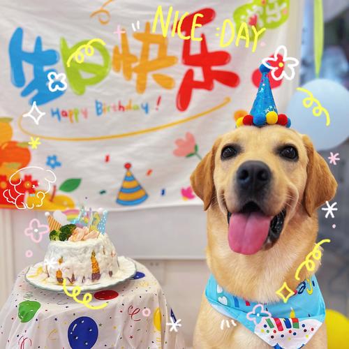 如何给自己的宠物过生日呢?