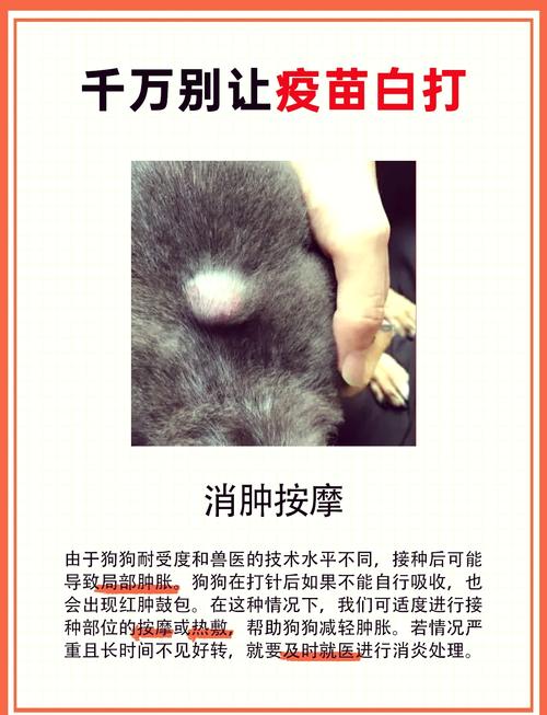 狗狗打疫苗有什么好处和坏处