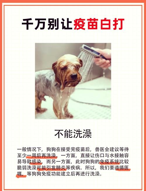 狗狗有必要打疫苗吗?三个月的狗狗打什么疫苗好呢?