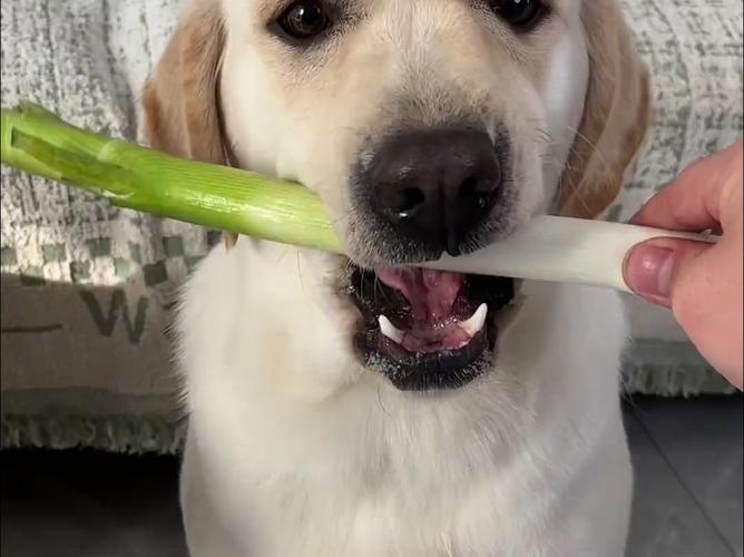 狗狗吃葱花后呕吐了是怎么回事?