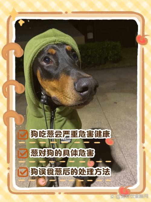 狗狗不可以吃葱花吗为什么