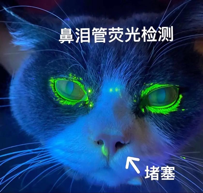猫咪鼻泪管堵塞症状