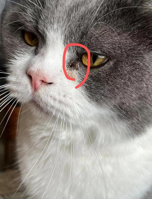 猫咪鼻泪管堵塞怎么治疗好