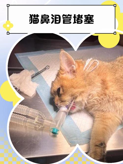 小猫鼻泪管堵塞正确疏通手法
