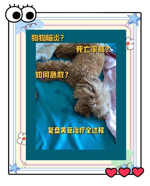 狗狗如何避免得脑炎