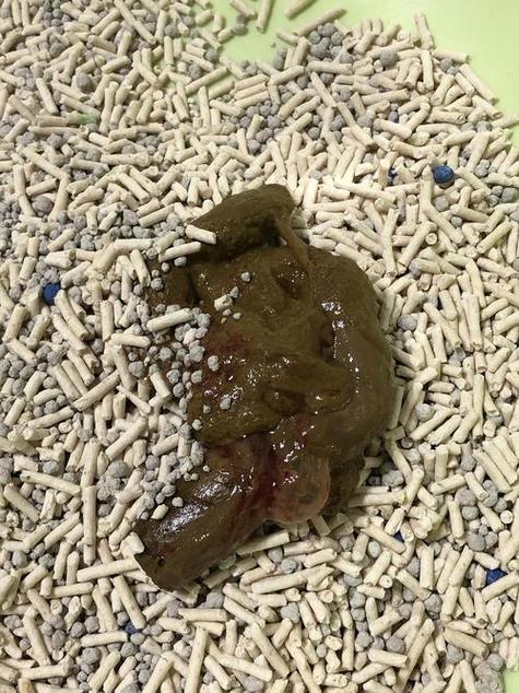 猫咪大便正常但是带血饮食精神都正常?