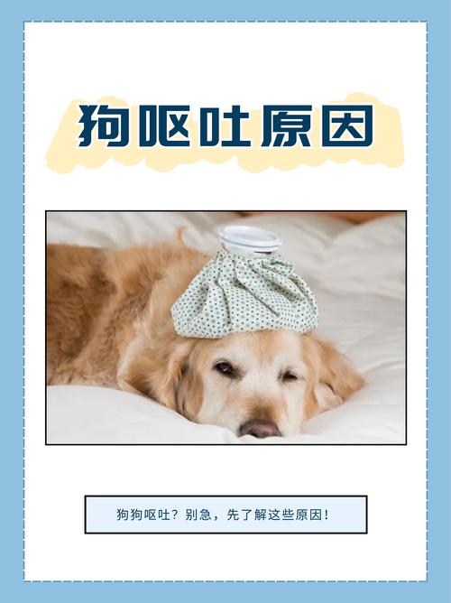 狗狗吃了地塞米松后一直拉稀不吃饭怎么办?