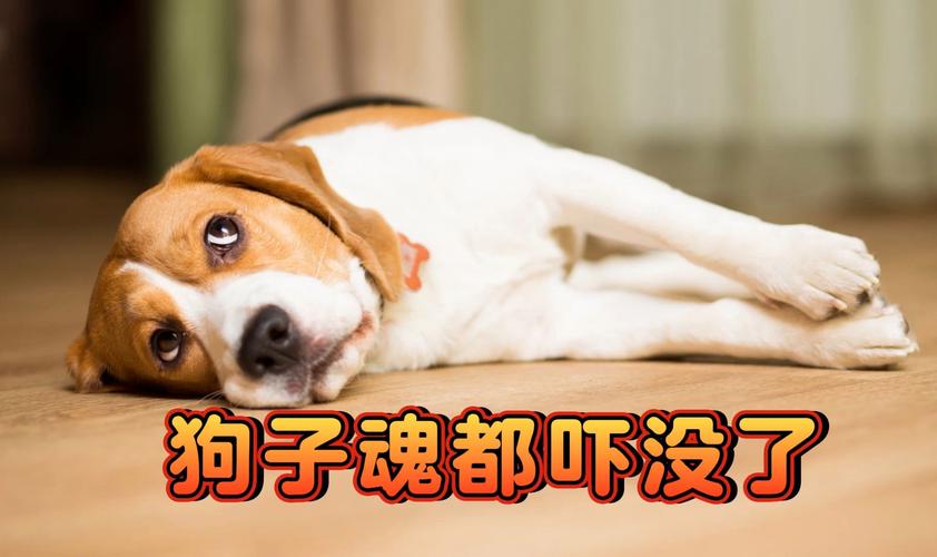 狗狗被吓到了的症状