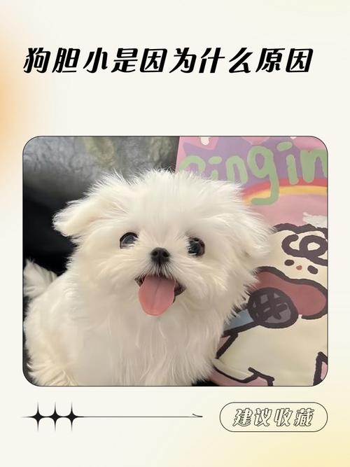 狗狗自己过夜会害怕吗