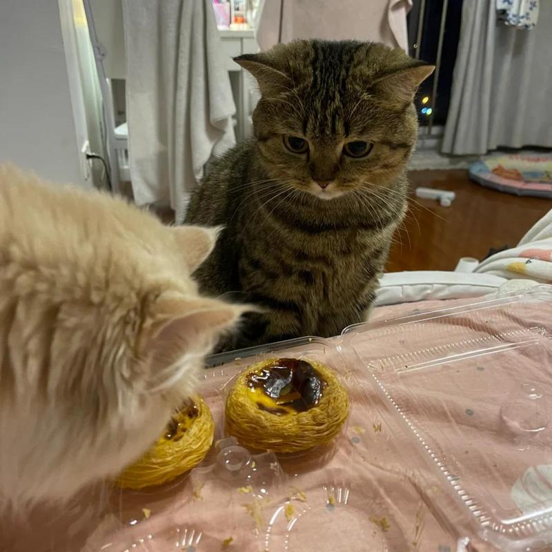猫咪可以吃蛋挞吗?怎么阻止它?