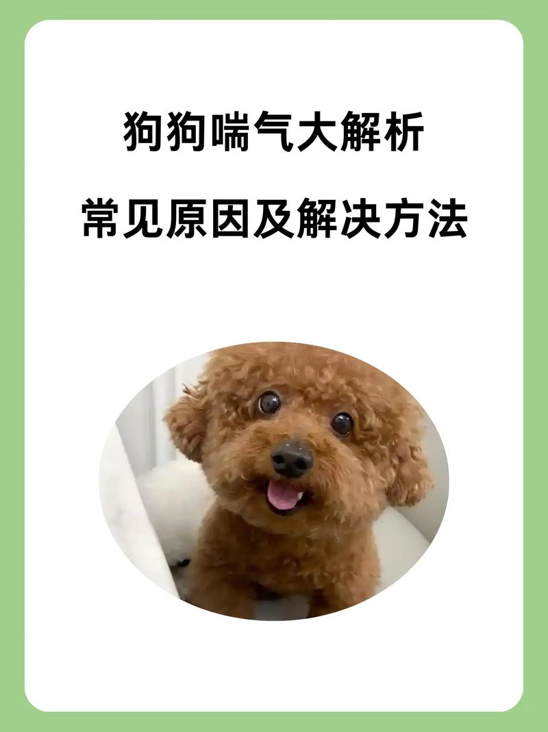 狗狗岔气是什么症状