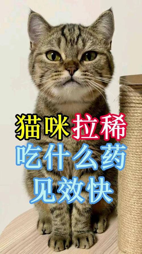 猫发情吃什么药管用