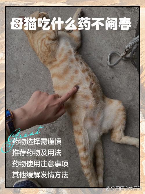 猫发春吃什么药可以缓解呢?