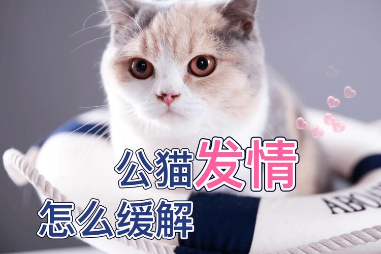 公猫发情吃什么药可以缓解呢