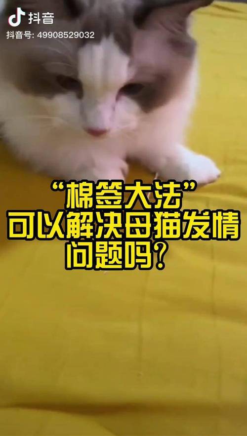 母猫吃什么药可以彻底杜绝发情?