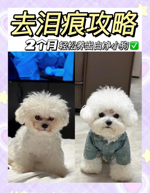 比熊泪痕的红毛怎么洗掉