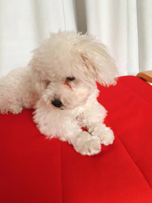 狗狗脸上泪痕用什么能洗掉