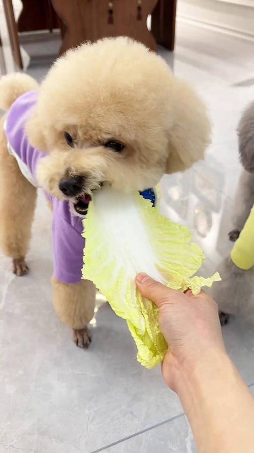 狗狗吃大白菜好吗?