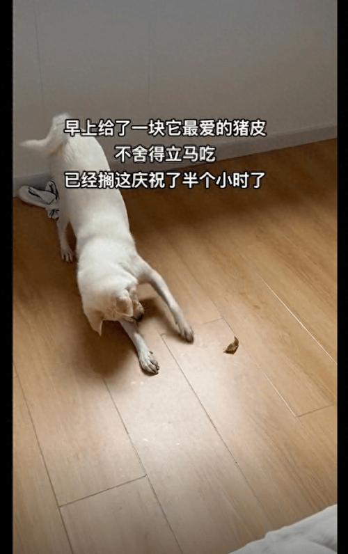 狗狗可以长期吃猪皮吗