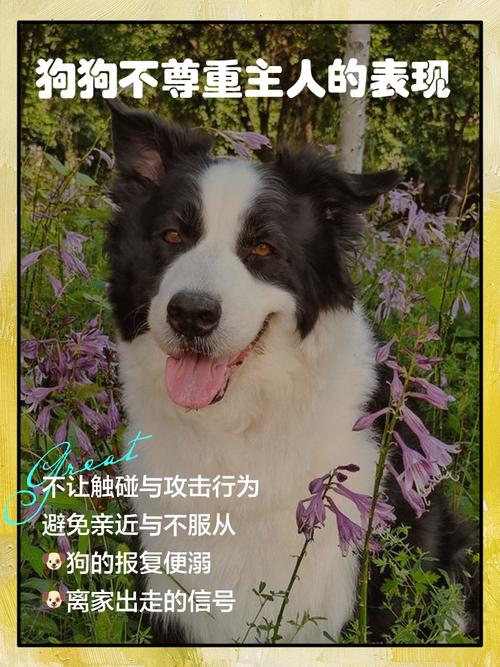 狗狗讨厌主人的表现