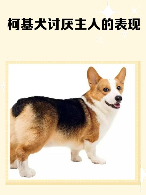 狗狗讨厌主人的五个迹象