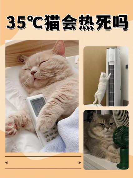猫夏天家里没人不开空调行吗