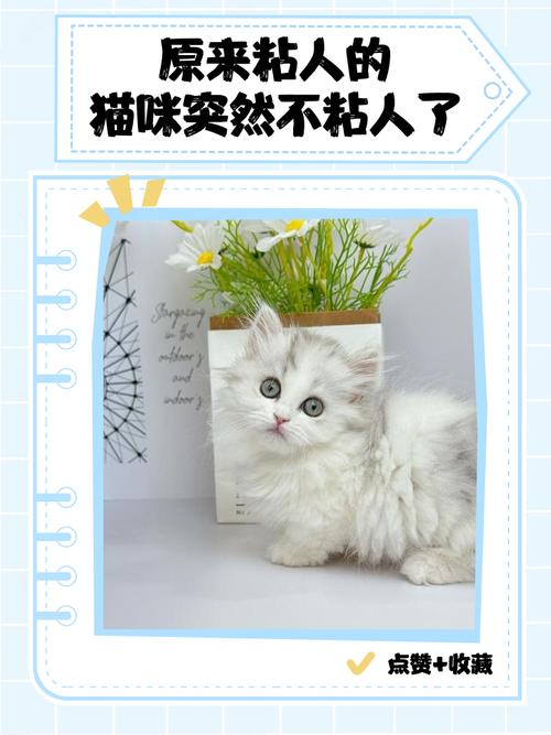 为什么我的猫一点都不粘人