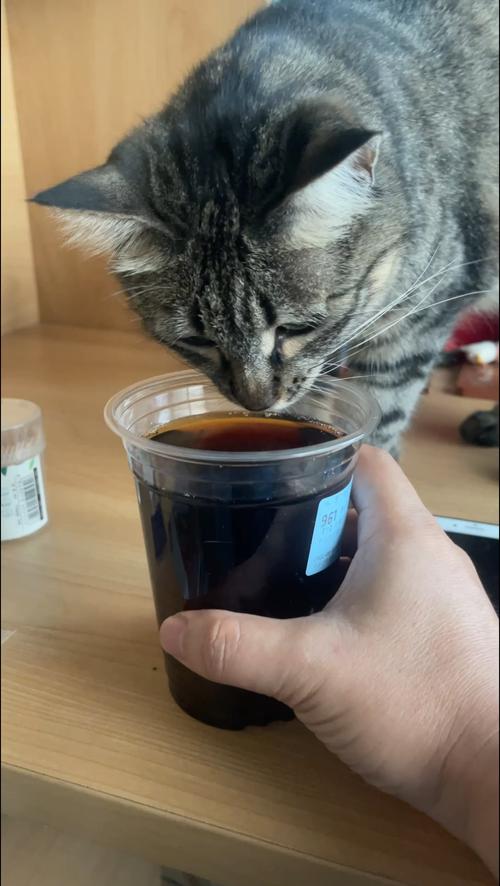 猫咪可以喝可乐吗