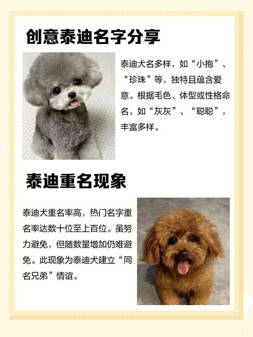 2023年泰迪狗狗起名大全有哪些?