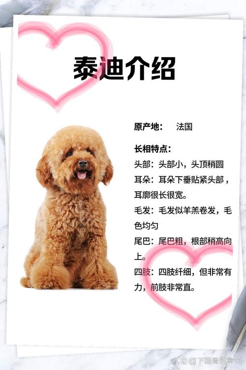 带毛的名字泰迪