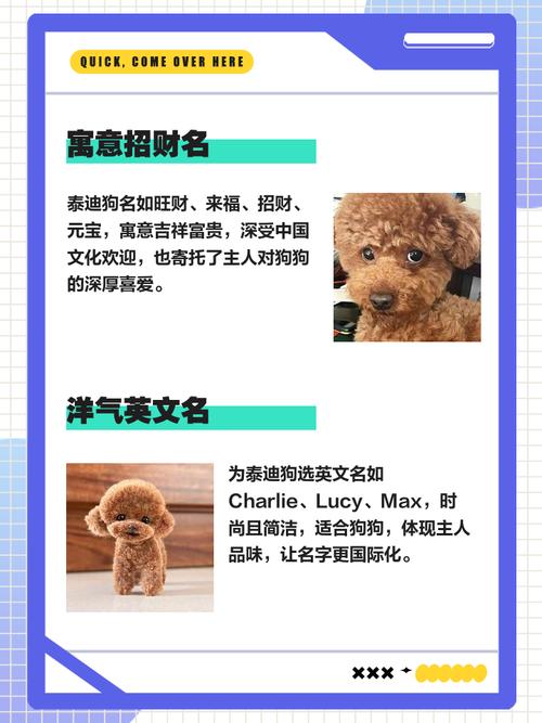 可爱小狗狗名字大全?