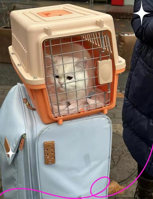 猫咪托运30个小时受得了吗