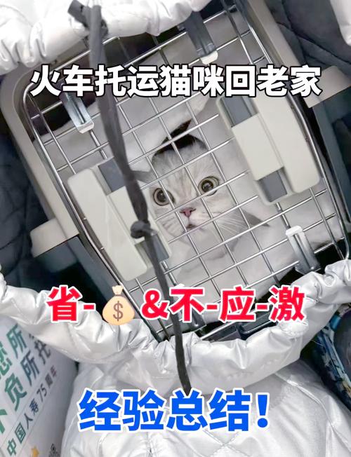 怎么带猫咪上高铁
