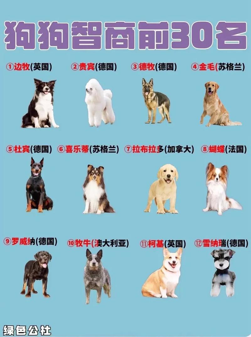 智商比较高的狗狗排名前十