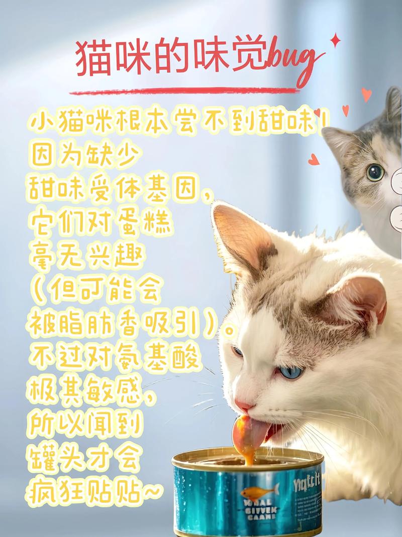 猫咪不吃猫罐头是为什么