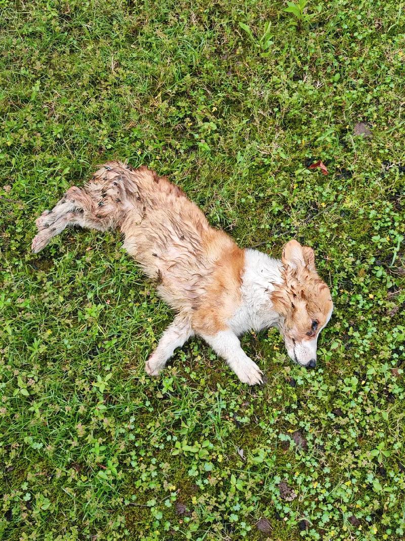 狗吃了苍蝇药多久会有反应