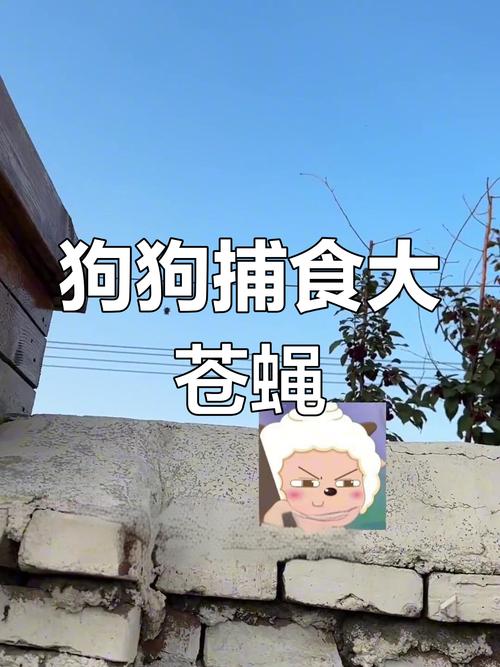 狗狗吃苍蝇为什么