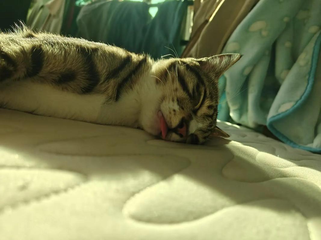 猫咪为什么咬住舌头睡觉