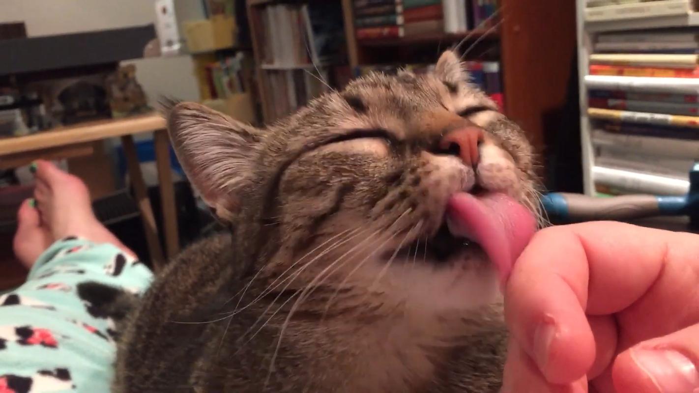 猫咪咬舌头怎么回事