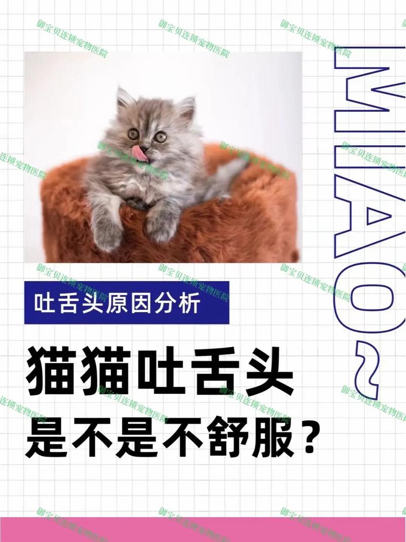 猫咪为什么咬到舌头睡觉