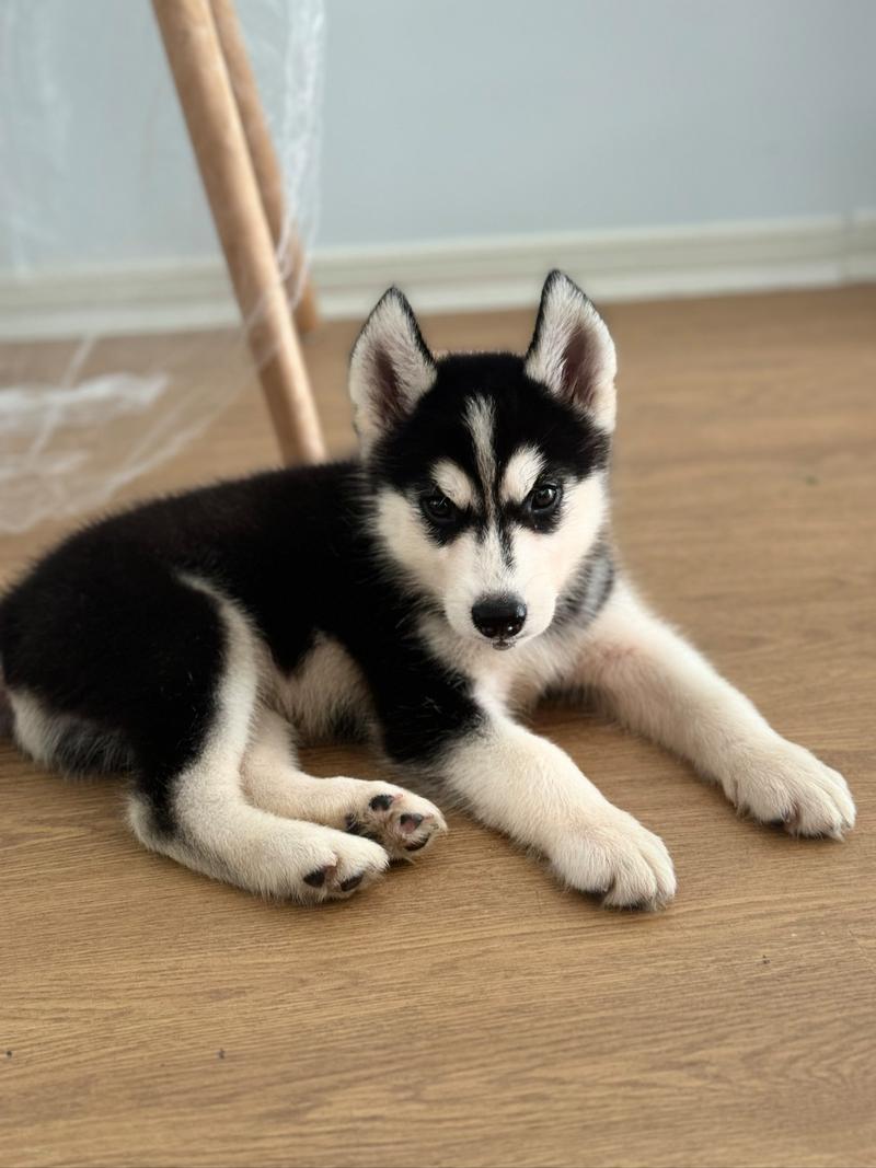 哈士奇多少钱一只