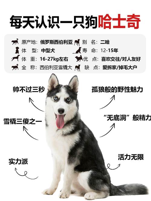 一只哈士奇幼犬多少钱