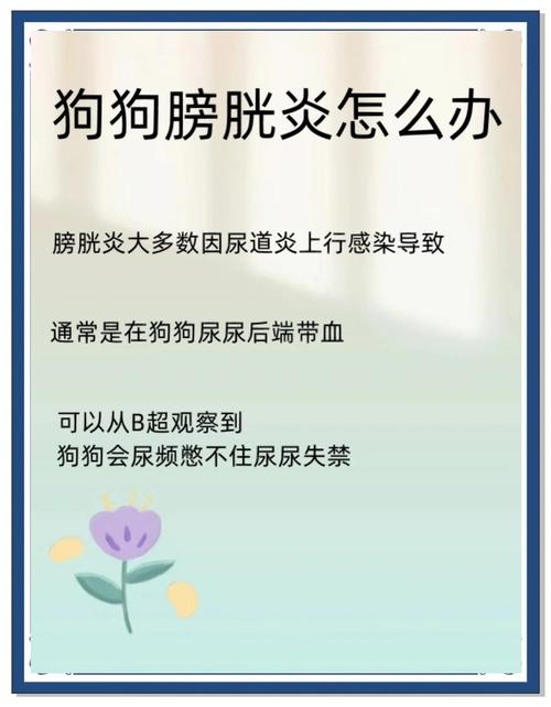 狗狗得膀胱炎的原因与症状表现