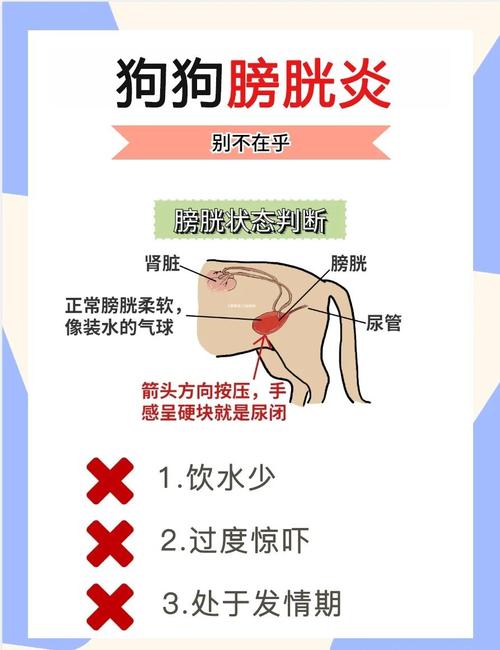 狗狗膀胱在哪个位置