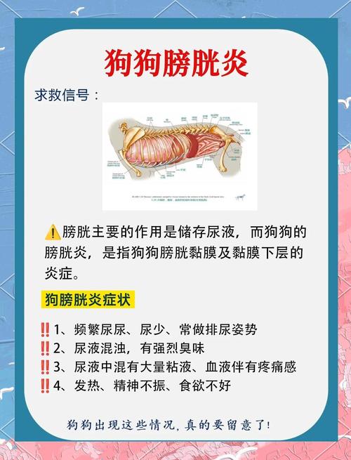 狗狗切除膀胱会怎么样?