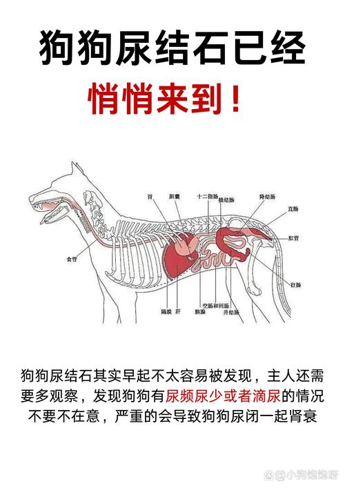 病犬的膀胱和尿道如何检查?